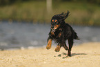 Cocker-Spaniel-Dachshund