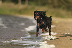 Cocker-Spaniel-Dachshund