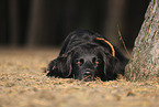 Golden-Retriever-Mongrel