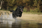 Golden-Retriever-Mongrel