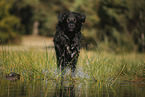 Golden-Retriever-Mongrel