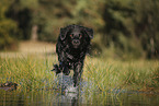 Golden-Retriever-Mongrel
