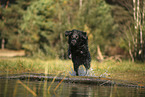 Golden-Retriever-Mongrel