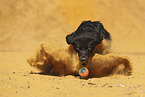 Golden-Retriever-Mongrel