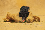 Golden-Retriever-Mongrel