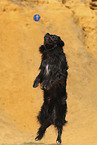 Golden-Retriever-Mongrel