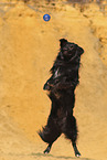 Golden-Retriever-Mongrel
