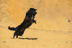 Golden-Retriever-Mongrel