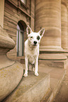 Australian-Cattle-Dog-Mongrel