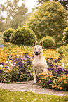 German-Shepherd-Husky-Mongrel