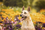 German-Shepherd-Husky-Mongrel