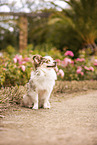 Miniature-Australian-Shepherd-Mongrel