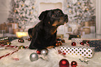 Bernese-Mountain-Dog-German-Shepherd