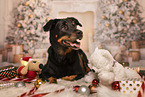 Bernese-Mountain-Dog-German-Shepherd
