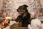 Bernese-Mountain-Dog-German-Shepherd