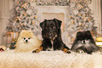 Croatian-Shepherd-Mongrel