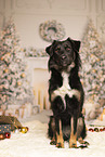 Croatian-Shepherd-Mongrel