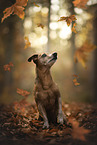 Pinscher-Terrier-Mongrel