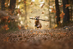 Pinscher-Terrier-Mongrel