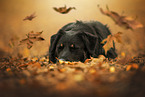 Croatian-Shepherd-Mongrel
