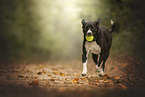 American-Staffordshire-Labrador-Retriever