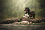 American-Staffordshire-Labrador-Retriever