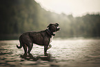 American-Staffordshire-Labrador-Retriever