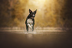 American-Staffordshire-Labrador-Retriever