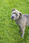 American-Bully-American-Staffordshire-Terrier