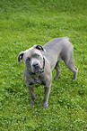 American-Bully-American-Staffordshire-Terrier