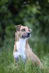 Jack-Russell-Terrier-Mongrel