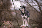 Husky mongrel