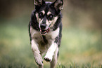 Husky mongrel