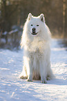 Samoyed-Eurasier-Monngrel