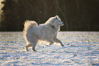 Samoyed-Eurasier-Monngrel