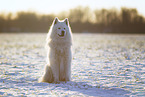 Samoyed-Eurasier-Monngrel