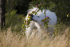 Samoyed-Eurasier-Monngrel