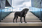 Labrador-Retriever-Bernese-Mountain-Dog
