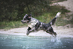 Australian-Shepherd-Mongrel