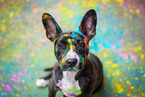 Bullterrier-Mongrel