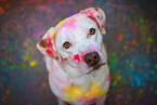 Labrador-Mongrel