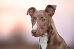 Podenco-Mongrel