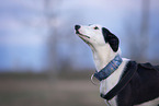 Podenco-Mongrel