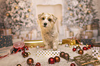 Jack-Russell-Terrier-Mongrel
