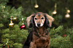 Dachshund-Mongrel
