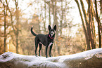 Labrador-Retriever-German-Shepherd
