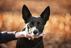 Labrador-Retriever-German-Shepherd