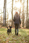 Labrador-Retriever-German-Shepherd
