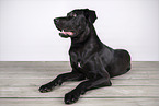 Cane-Corso-Great-Dane