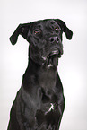 Cane-Corso-Great-Dane